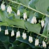 Polygonatum Solomons Seal - Abriachan Nurseries